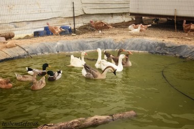 מרכז מבקרים חלב בראשית בריכת ברווזים